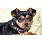 Dora, Begleiterin für alle Lebenslagen, Pinscher Mischling - Hündin