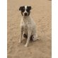 Dora, Liebe Ratonero Bodeguero Andaluz Hündin such - Hündin