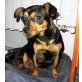 Dora, Pinscher Mischling - Hündin