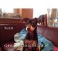 Dora, Pinscher-Mix - Hündin