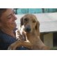 Dora, Segugio Italiano - Hündin