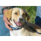 Doreen, Beagle - Hündin