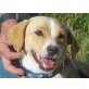 Doreen, Beagle-Mix - Hündin