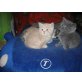 Doreen Dulcia,Don,Danny Donald, Britisch Kurzhaarkatze - Kater