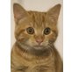 Dori, süße Mieze möchte Teil einer Familie werden - Katze
