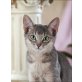 Dorian, Dorian, ein wundervoller Jadeye-Katerprinz - Kater