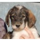 Dorian, Griffon Mix Welpen - Rüde