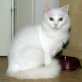 Dorina, weiße - Katze