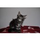 Dorine, Maine Coon - Katze