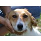Doris, Beagle.Mix - Hündin