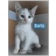 Doris, Junge Kätzin Doris - Katze