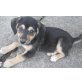 Doris, Schäferhund-Mix - Hündin