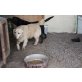 Dorka, liebevolle Golden Retriever Dame, Golden Retriever - Hündin