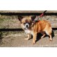 Dorli, Chihuahua kurzhaariger Schlag - Hündin