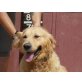 Dormilon,nur lieb, Golden Retriever - Rüde