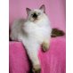 Dornröschen, Ragdoll - Katze