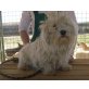 Dornröschen, West Highland Whiteterrier - Hündin