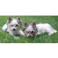 Doro & Devina, Biewer-Yorkshire-Terrier - Hündin