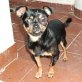 Doro, Notfall, Pinscher Mischling - Rüde
