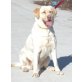 Dorota, Labrador Retriever - Hündin