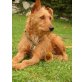 Dorotea ,  Rauhaar-Podenco-Mix  - Hündin