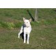 Dorothea, Schäferhund Mischling - Hündin