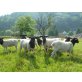 Dorperschaf - weiblich