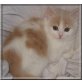 Dory, Perser mit Turkisch Van - Katze