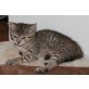 Dosenöffner gesucht!! - Kater