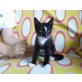 Dotti, Mischling - Katze