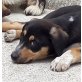 Dotty, Mischling Welpen - Hündin