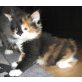 Dottys Babys, Maine Coon - Kater