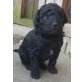 Double Doodle, Labradoodle Welpen - Hündin
