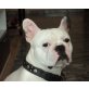 Douglas, Französische Bulldogge - Rüde