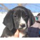 Douglas, Griffon Mix Welpen - Rüde