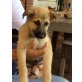 Dover, Schäferhund-Mix Welpen - Rüde