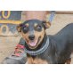 Dover, verschmuster Zwergpinscher - Rüde