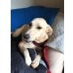 Doxa, Labrador-Mischling Welpen - Hündin