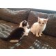 Dr. Jekyll und Mr. Hide, Europäisch Kurzhaar - Kater