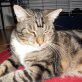 Dr. Klöbner, Main Coon/BKH-Mix - Kater