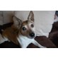 Dr. Watson, Jack-Russell-Terrier - Rüde