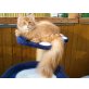 Dragentale´s Onida sucht ein neues zu Hause, Norwegische Waldkatze - Katze