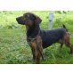 Drago, Beagle-Dackel-mix - Rüde