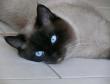 Drago, Britisch Kurzhaarkatze - Kater