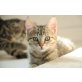 Dragon, Grisu und Spyro, Europäische Kurzhaarkatze - Kater