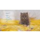 Dragonheart und Dschungle Beat, Britisch Langhaar - Kater