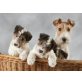 Drahthaar Foxterrier Welpen, Drahthaar-Foxterrier Welpen - Rüde