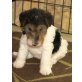 Drahthaar-Foxterrier Welpen - Hündin