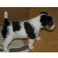 Drahthaar-Foxterrier Welpen - Rüde