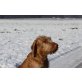 Drahthaar!, Magyar Vizsla - Hündin